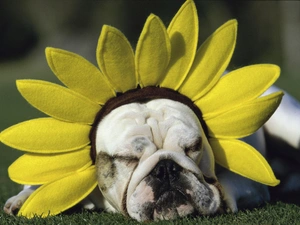 Sunflower, dog, Band