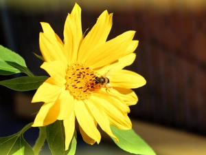 Sunflower, bee