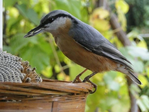Seeds, sunflower, birdies, basket, pretty