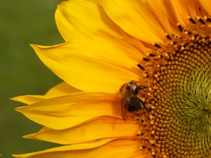 Sunflower, dumbledor