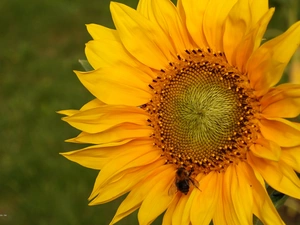 Sunflower, dumbledor