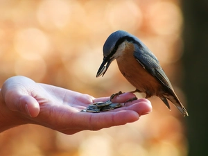 seeds, sunflower, Kowalik, hand, birdies