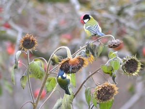 sunflowers, Chickadees, an