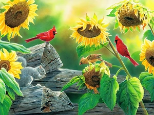 Nice sunflowers, Cardinals, squirrel, birds