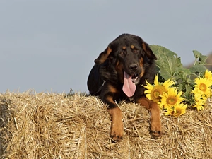 brick, mastiff, Hay, Bale, dog, straw, Nice sunflowers