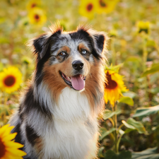 dog, tongue, Nice sunflowers, Australian Shepherd