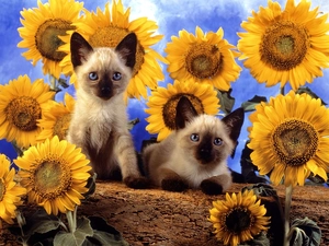 Nice sunflowers, Two cars, cats