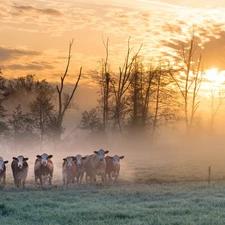 trees, pasture, Fog, Sunrise, viewes, Cows