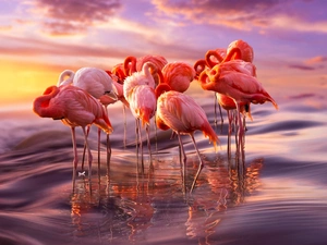 Sunrise, Flamingos, sea