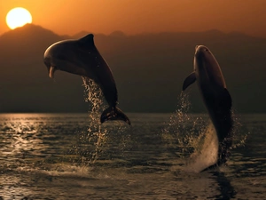 Two cars, Great Sunsets, sea, dolphins