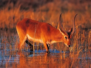 swamp, Antelope, Great Sunsets