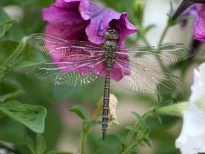 dragon-fly, Flowers, Surfinie