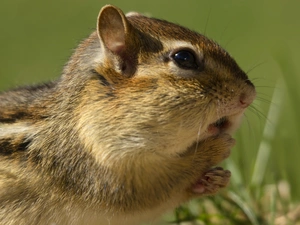surprise, Chipmunk, grass
