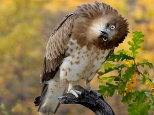 surprised, eagle