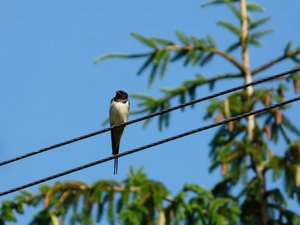 swallow, cables