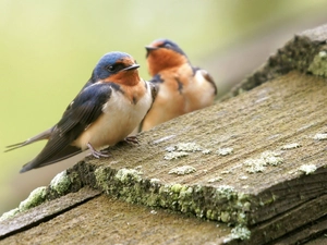 swallow
