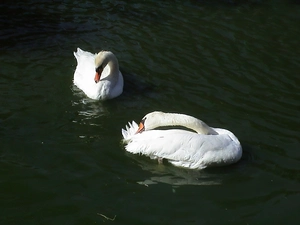 Swan