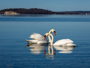 lake, Two cars, Swan