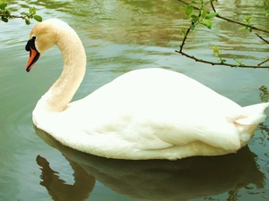 swan, lake