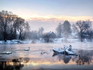 viewes, Swan, snow, trees, lake