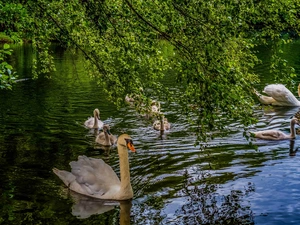 water, birds, trees, branch pics, Pond - car, Swan