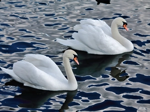 water, Two cars, Swan