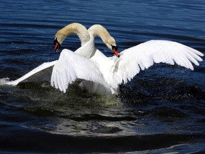 water, Two cars, Swan