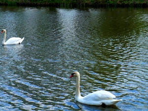 White, Swan, water, birds, lake