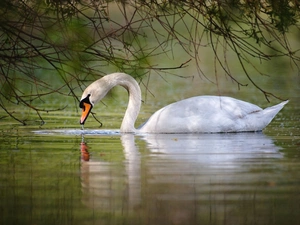 swan, water