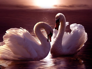 Swan