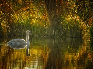 Pond - car, young, Swans