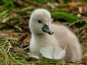 small, grass, feather, Swans