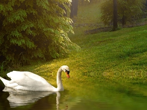 Swans, water