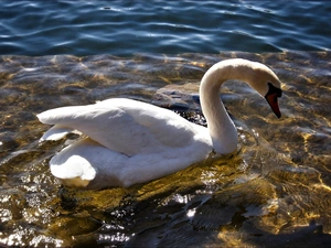 White, water, Waves, Swans
