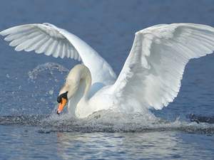 White, water, wings, Swans