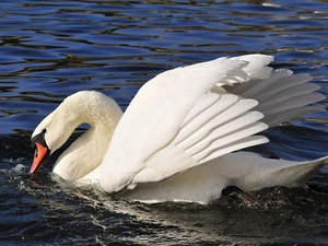 Swans, wings