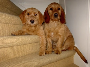 Two cars, Basset Fauve de Bretagne, Stairs, sweet