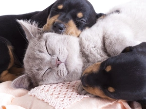 puppies, sweet, cat, puppies, sleepy