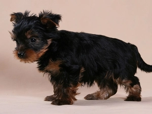 dog, animals, York, sweet