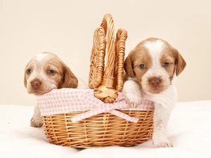 sweet, Dogs, puppies