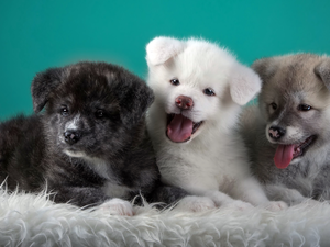 Puppies, Akita Inu, sweet