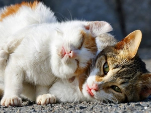 puss, Two cars, sweet