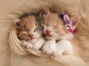 puss, Two cars, sweet