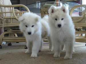 Samojedy, Two cars, sweet