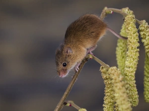 twig, The herb, Sweet, mouse, small