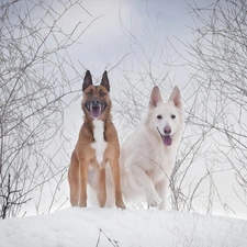 White Swiss Shepherd, graphics, Two cars, Dogs, winter