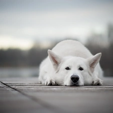 White Swiss Shepherd, dog, lying