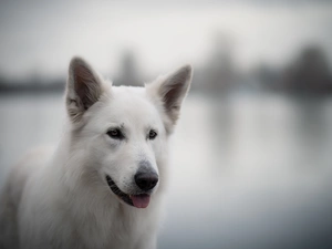 fuzzy, background, White Swiss Shepherd, muzzle, dog