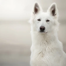 standing, ears, White Swiss Shepherd, muzzle, dog