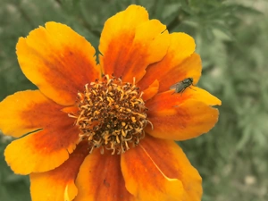 Insect, fly, Orange, Tagetes, Colourfull Flowers